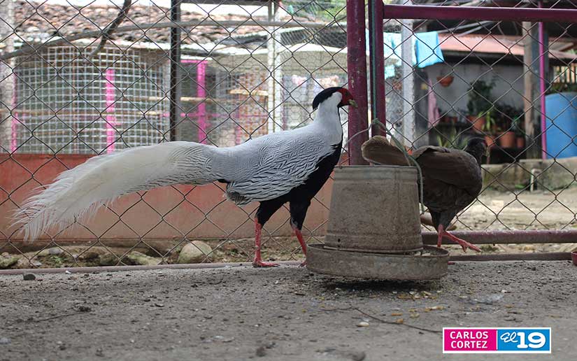 ZOO